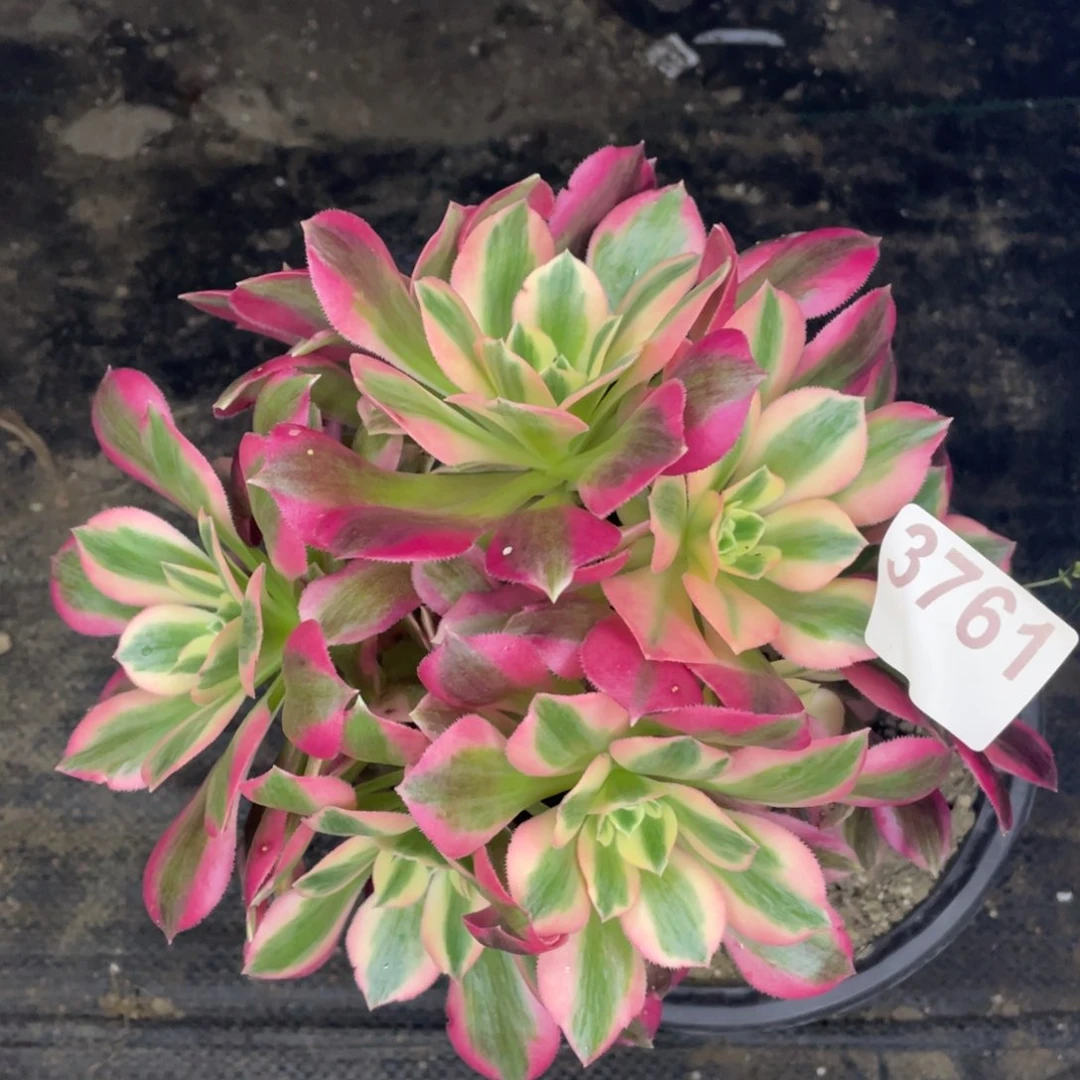 3761粉女郎有砍过头