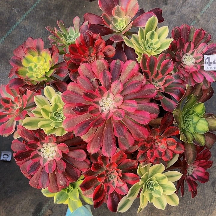 嫁接法师一物一图44