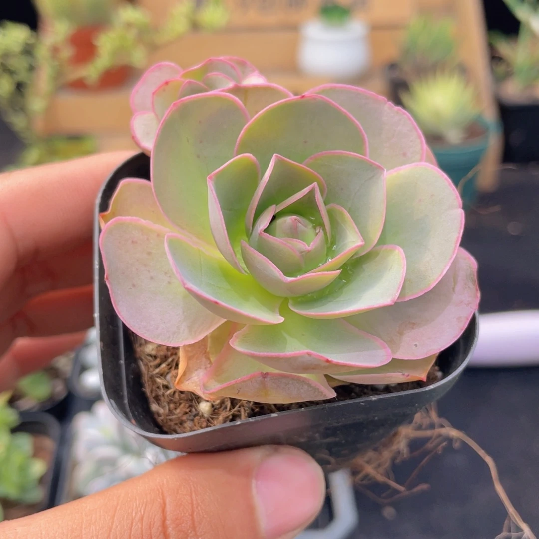 帕尔玛玫瑰多肉9.9包邮发货