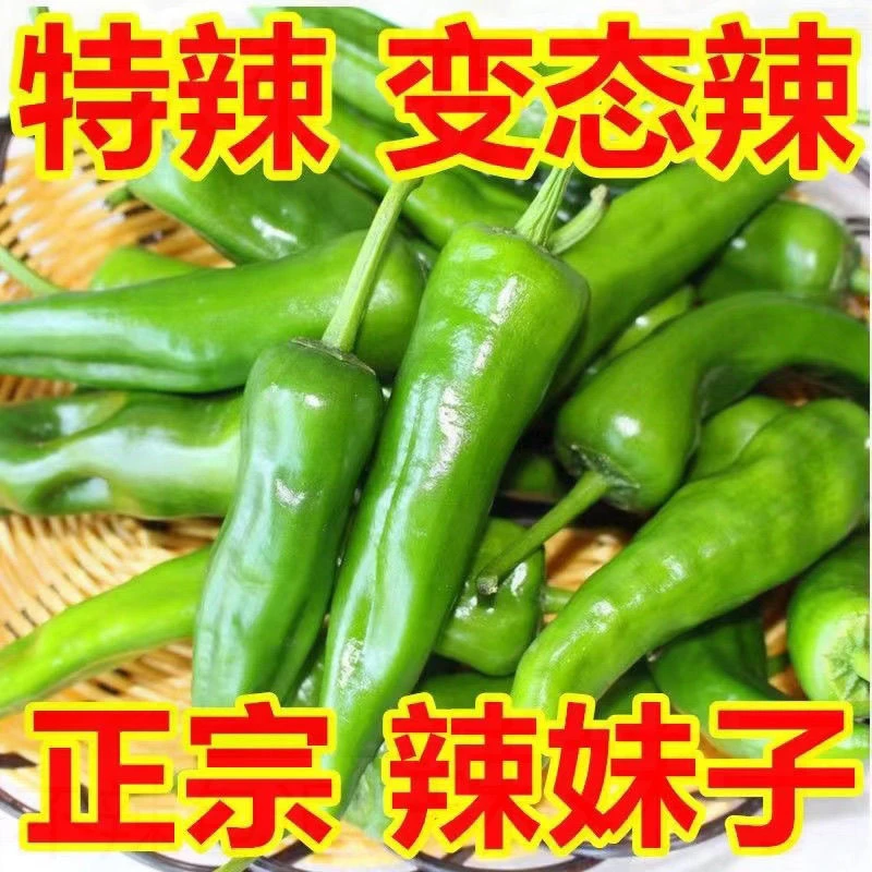 正宗辣妹子爆辣薄皮青辣椒特辣超辣当季新鲜便宜蔬菜一整箱