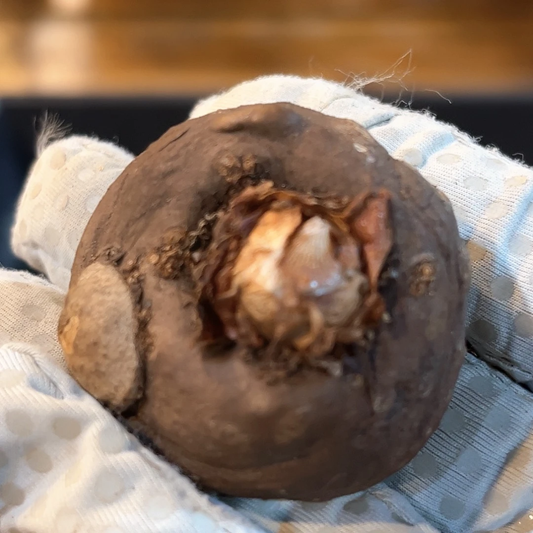 潮流植物 巫蛊百合 1 大漏