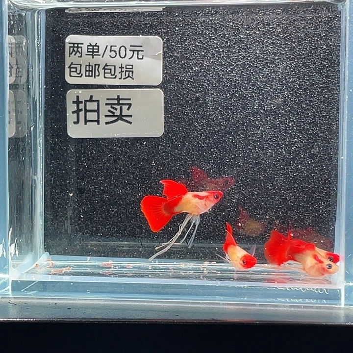 孔雀鱼9.红头长公4条