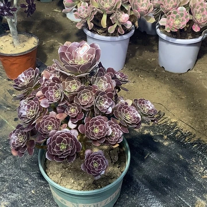 45，荷兰玫瑰134556677777888