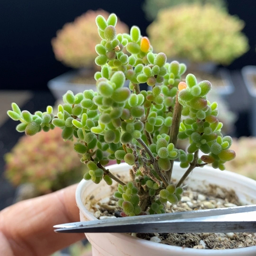 043蜜橘糖球。         