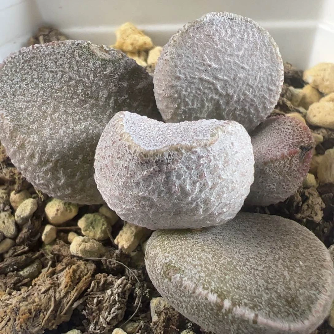 实生新品多肉植物水泡多肉植物水泡