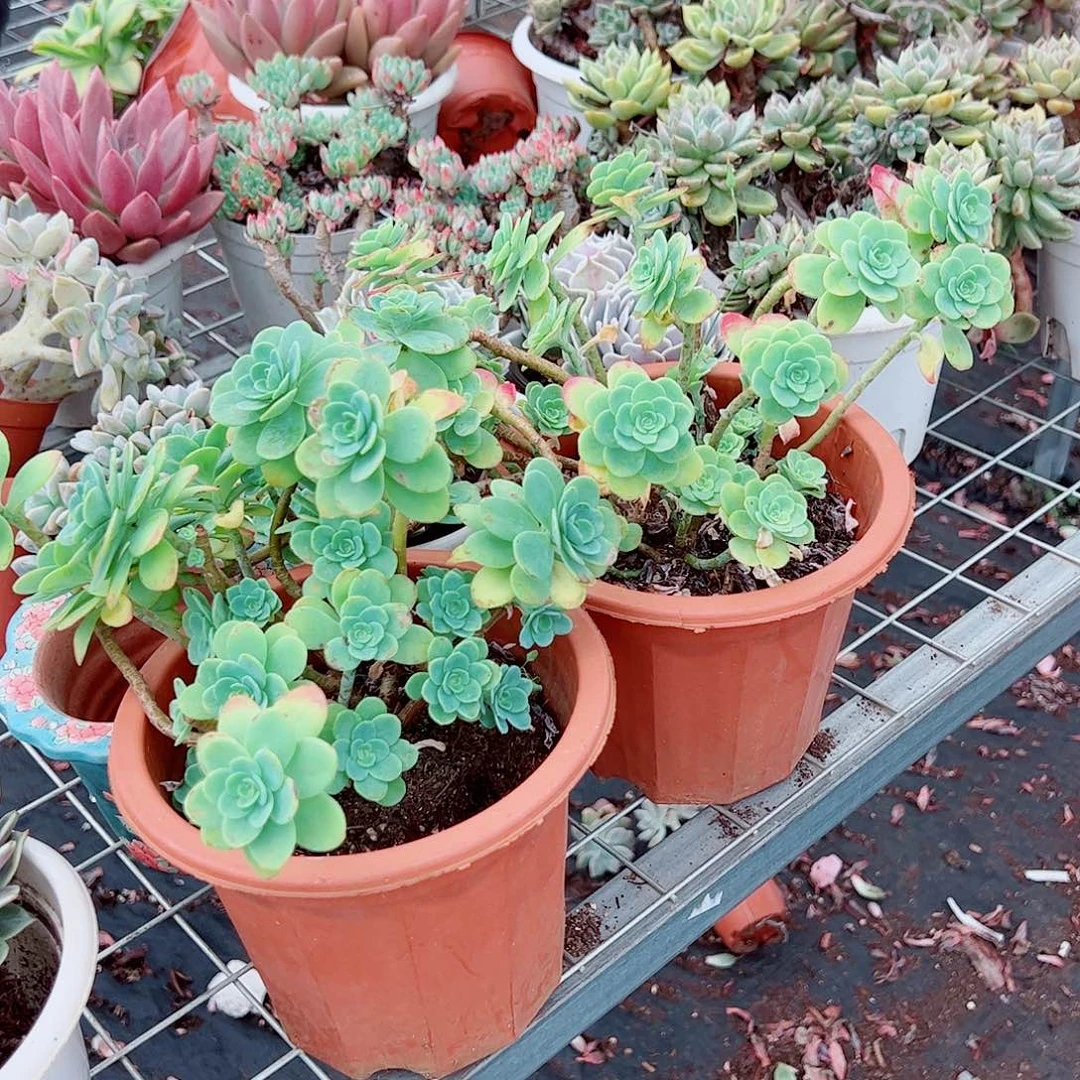 圆叶薄化妆木质化老桩两盆