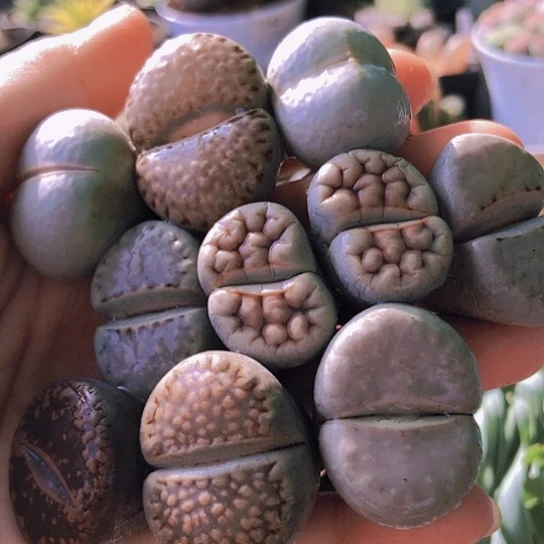 无花朵1392，如图2.4-3厘米挑品种