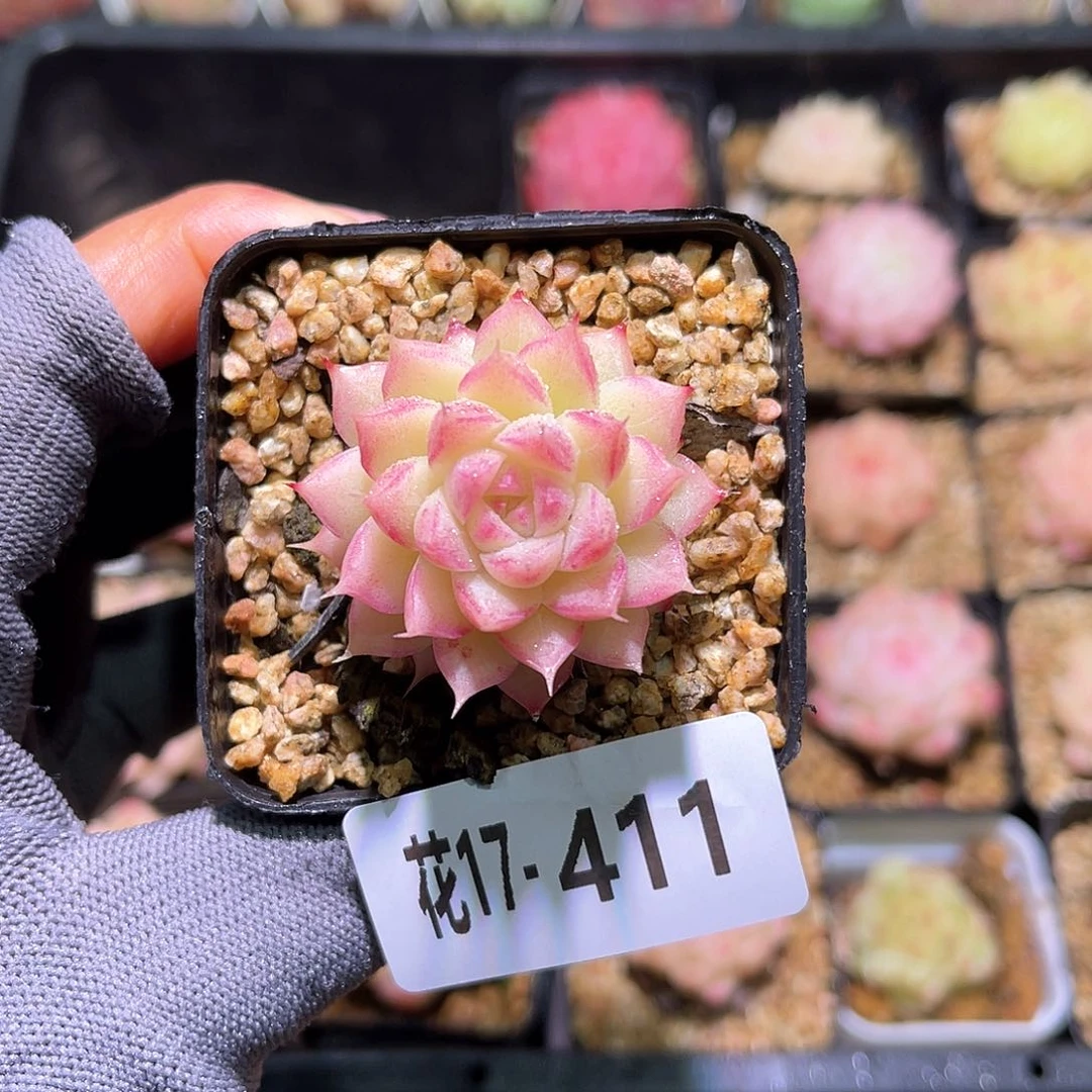 花17-411女王含盆土