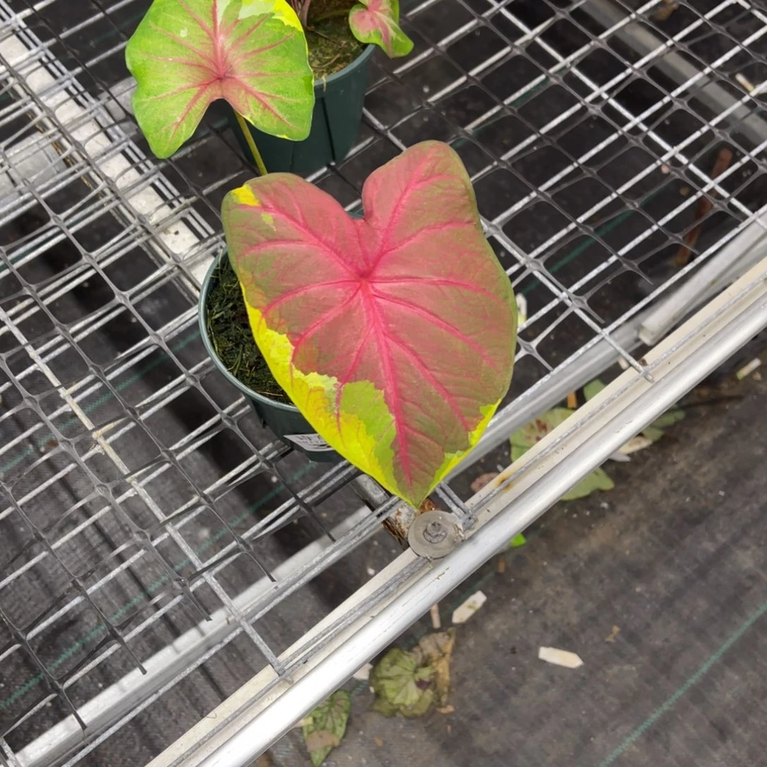 龙***白无花朵             376泰彩不包售后