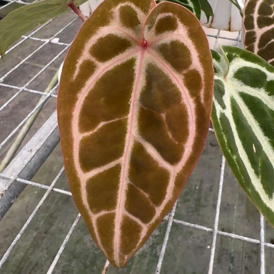 不开花植物红水晶杂银色面纱