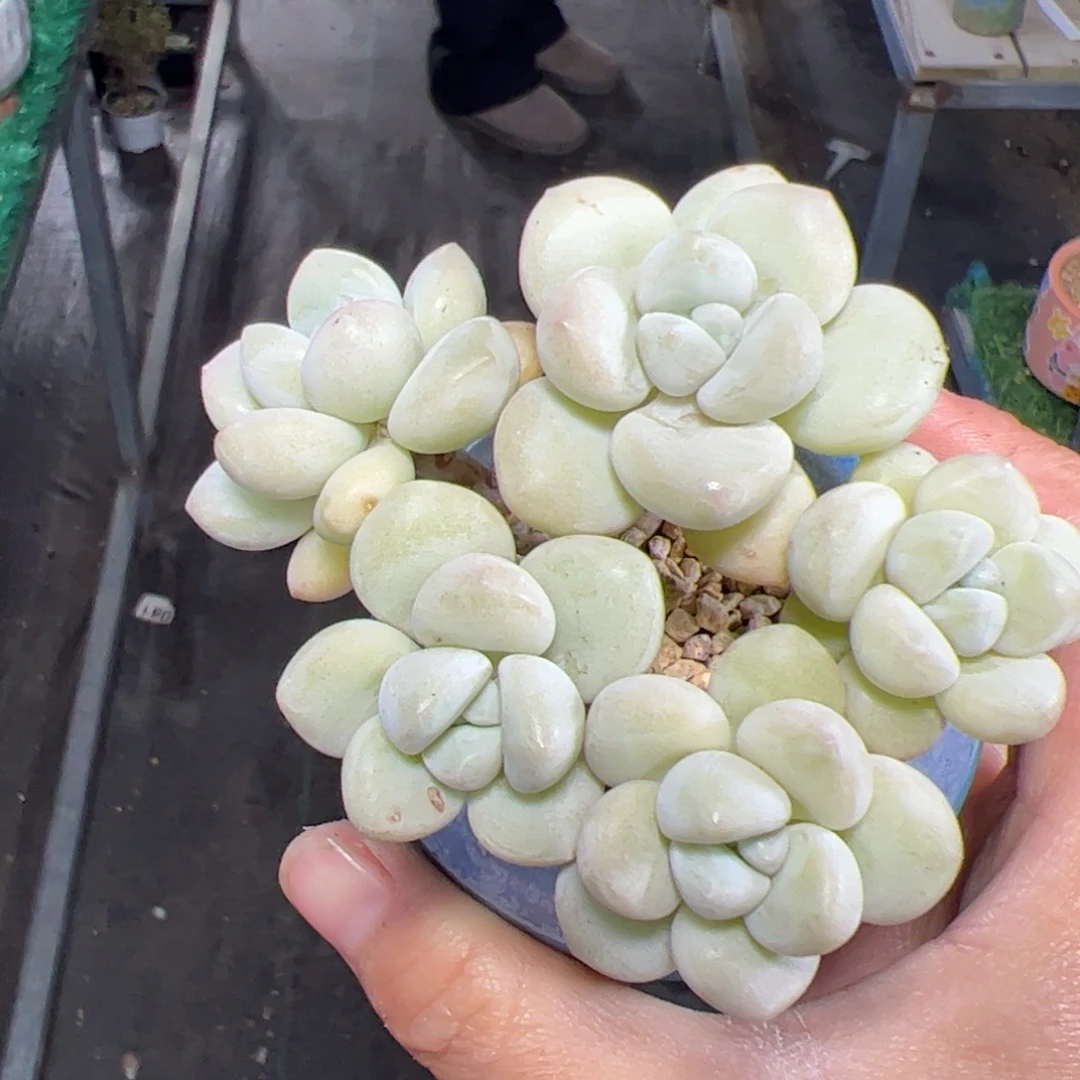 358 多肉植物组合盆栽