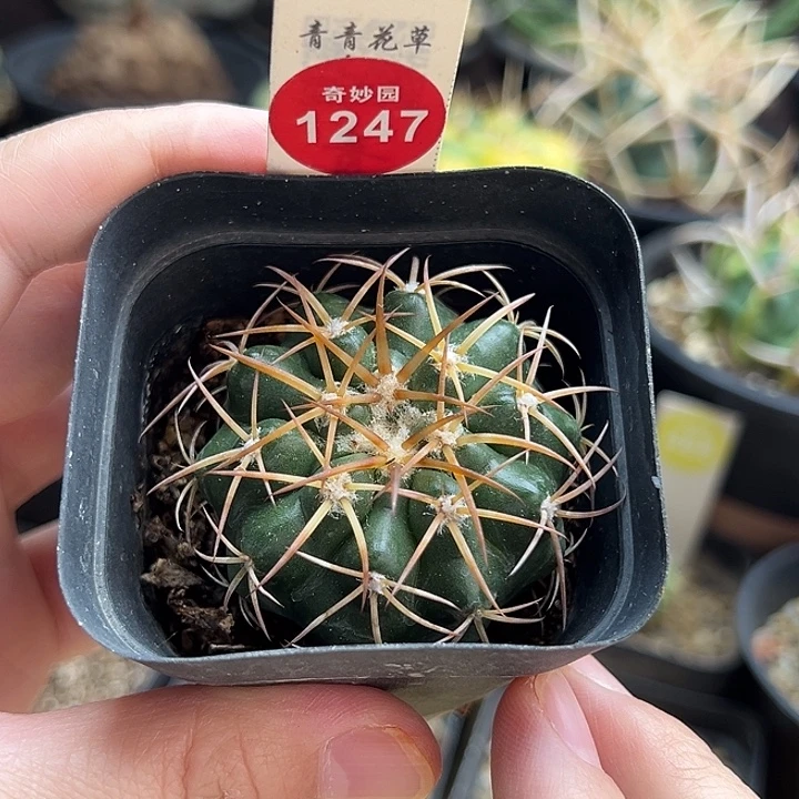 实生狂刺印加圆盘玉杂交4.7cm