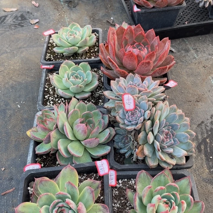 佳***《皮卡丘两颂歌麦档娜冰糖惊鸿三颗