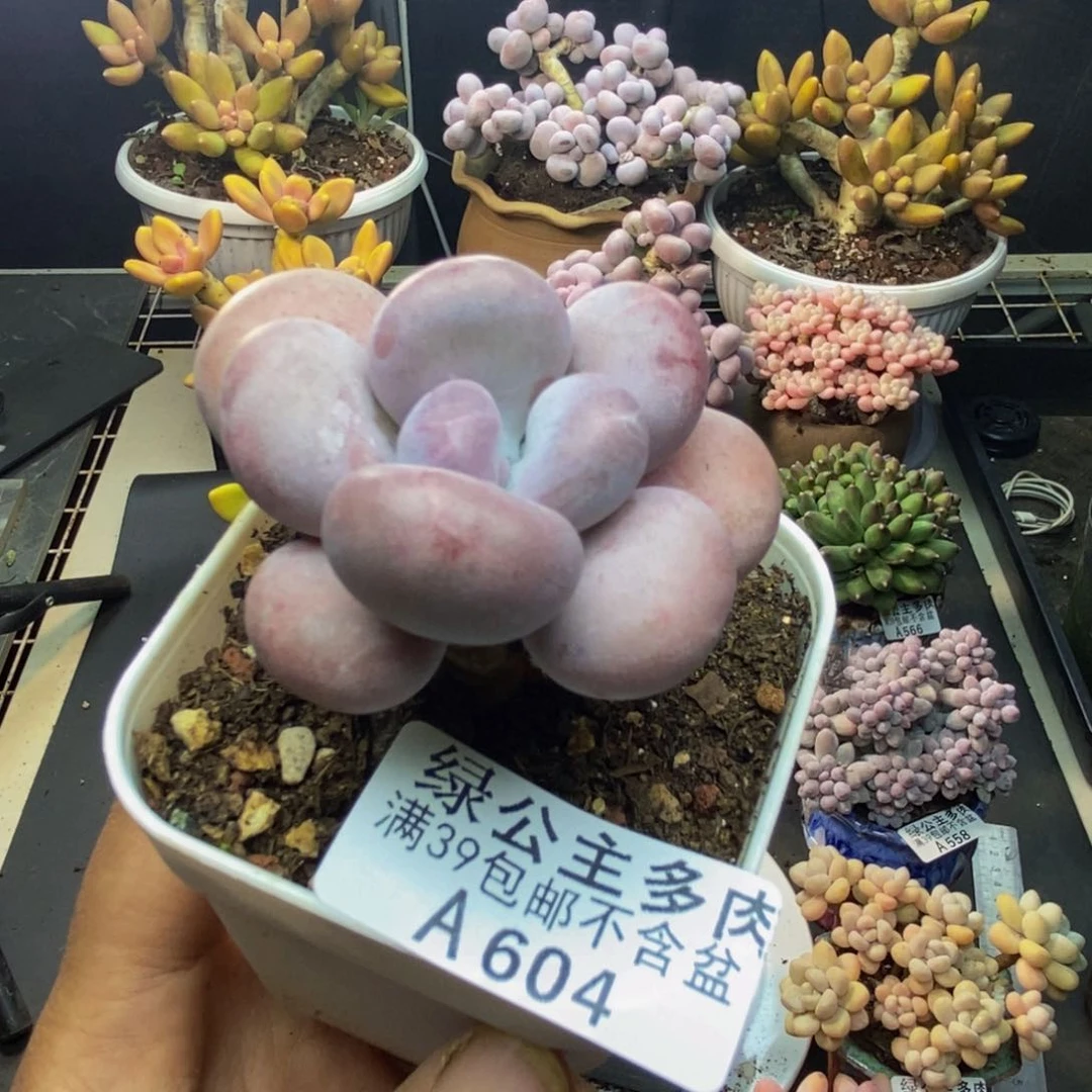 604橙雪球多肉5c m