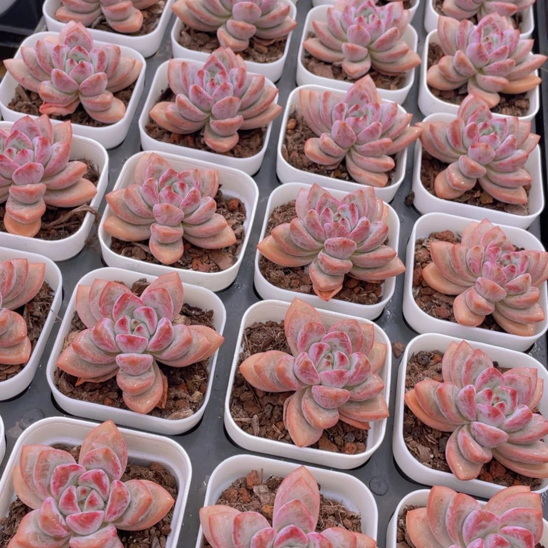 量拍71号 叠叶知否单头一个