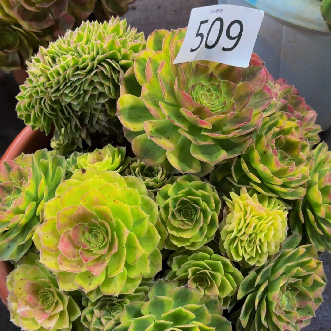 509多肉植物雨荷法师