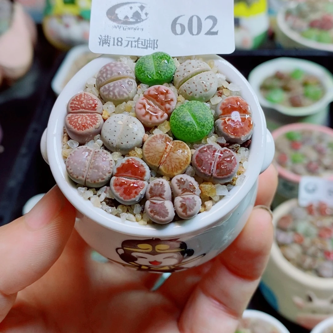 生石花花花花花花花花602