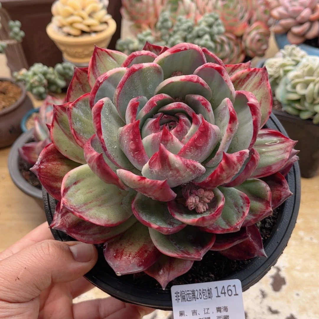 【闪购商品】往**风1461惊鸿