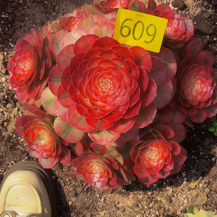 哈哈多肉葡萄福利609