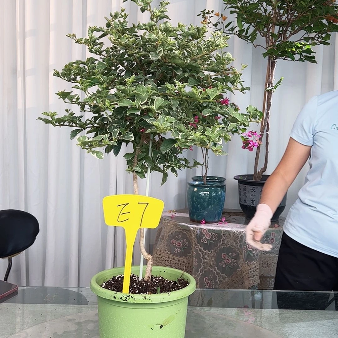 当前无花栽培后可以开花咪*呀E7少女心
