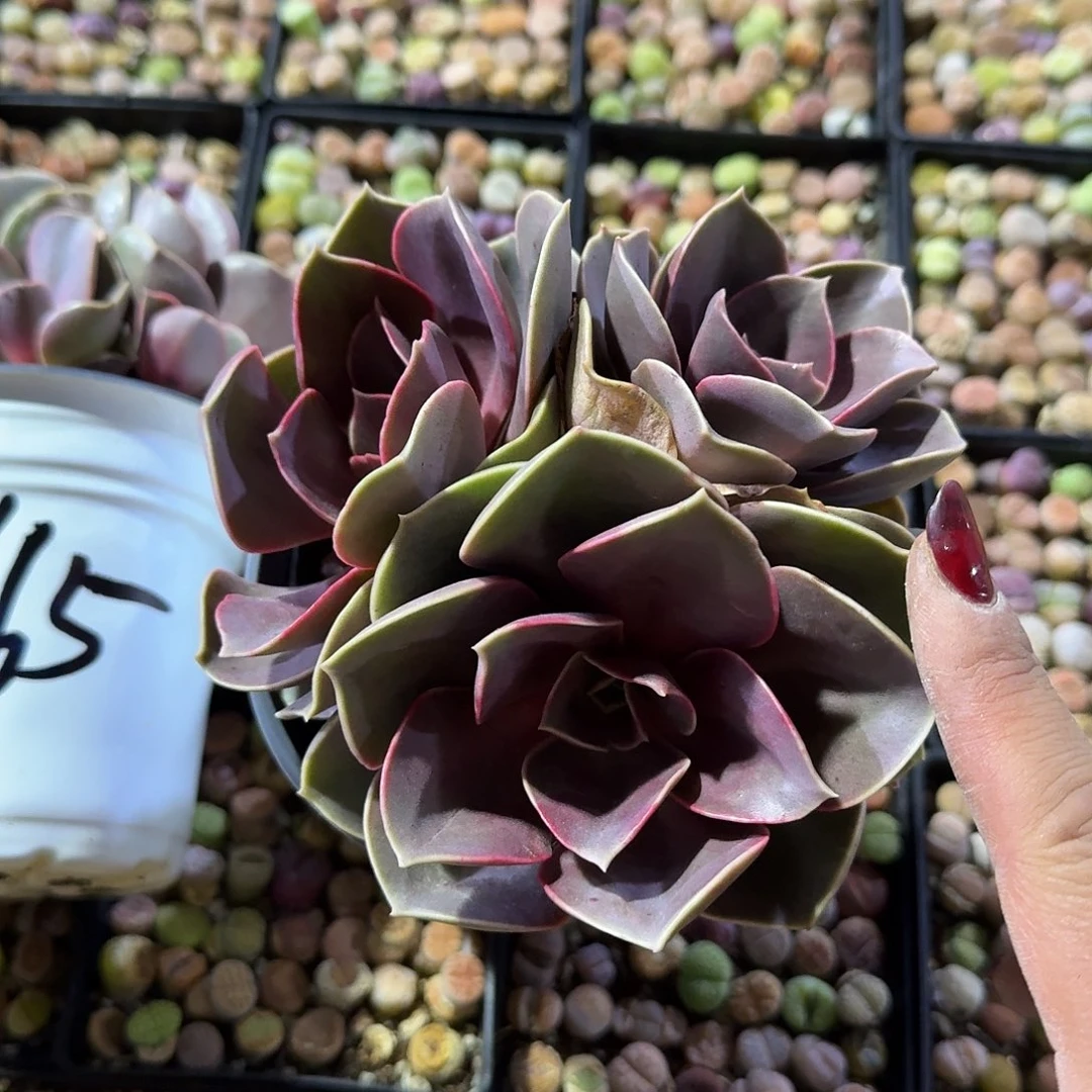 紫珍珠多肉致力于