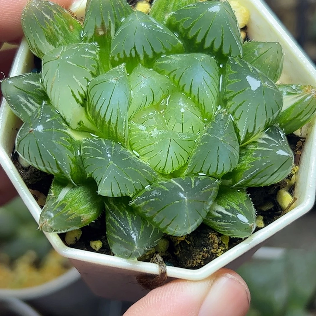 特大赤线母本锦十二卷