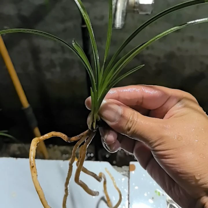完全开放蕙兰天青素老苗带一龙头小苗