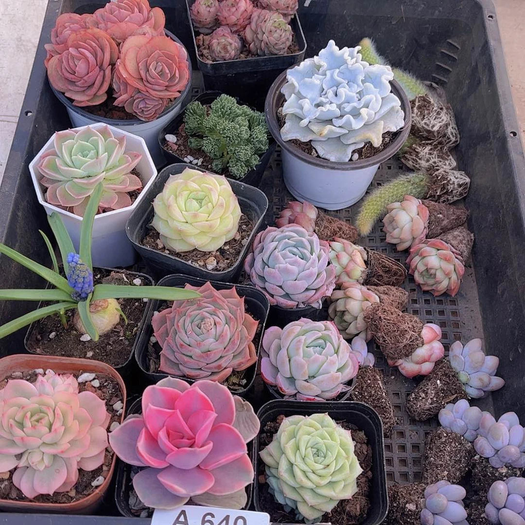 多肉640多肉植物