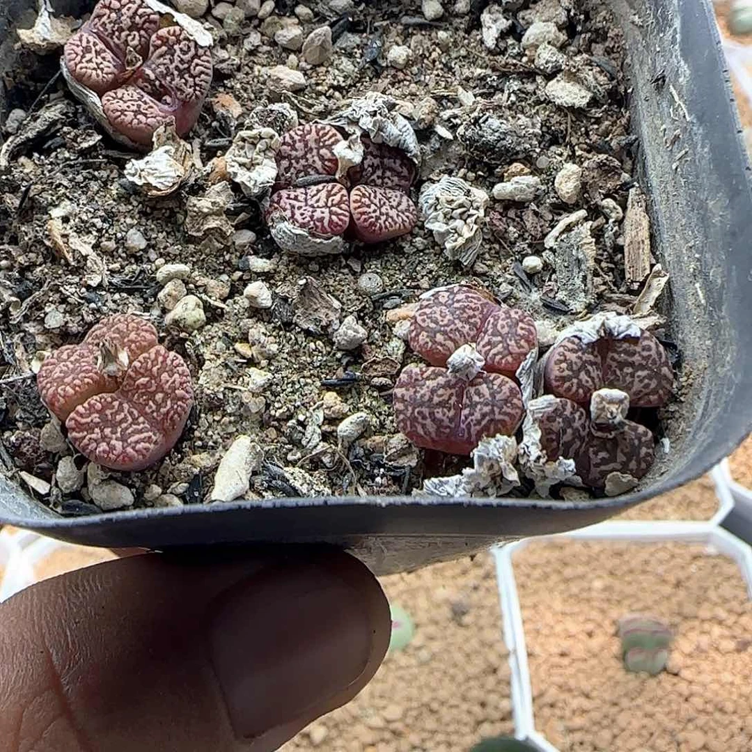 开播福利来啦43786