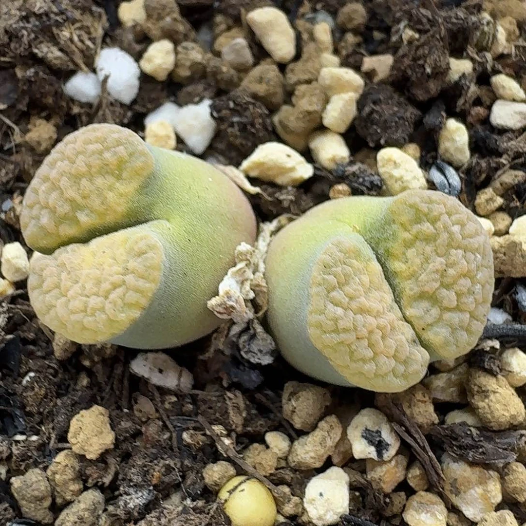老马生石花磁铁2460
