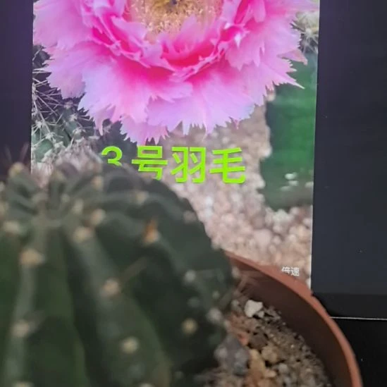 香香的3号6.5公分左右带根有干皮