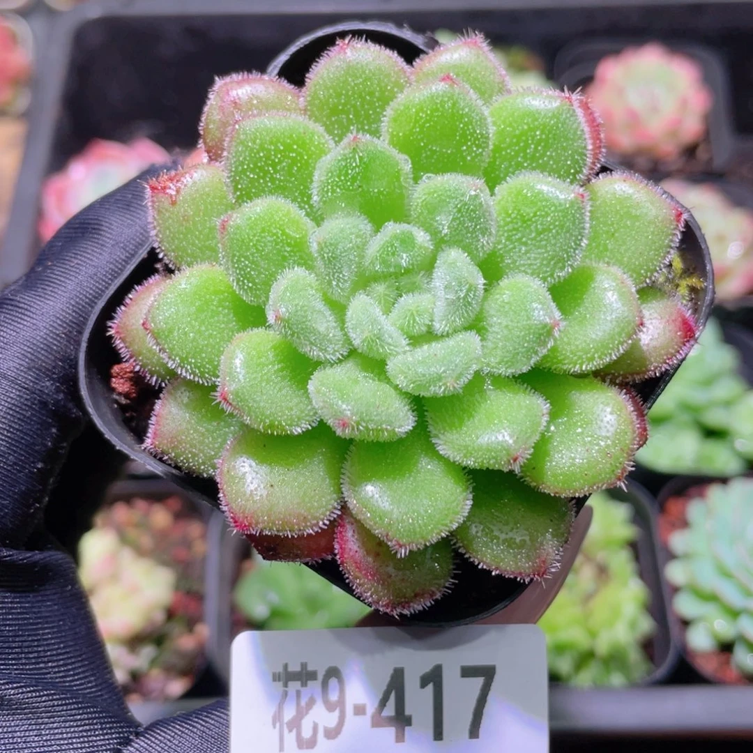 花利美9-417红毛丹