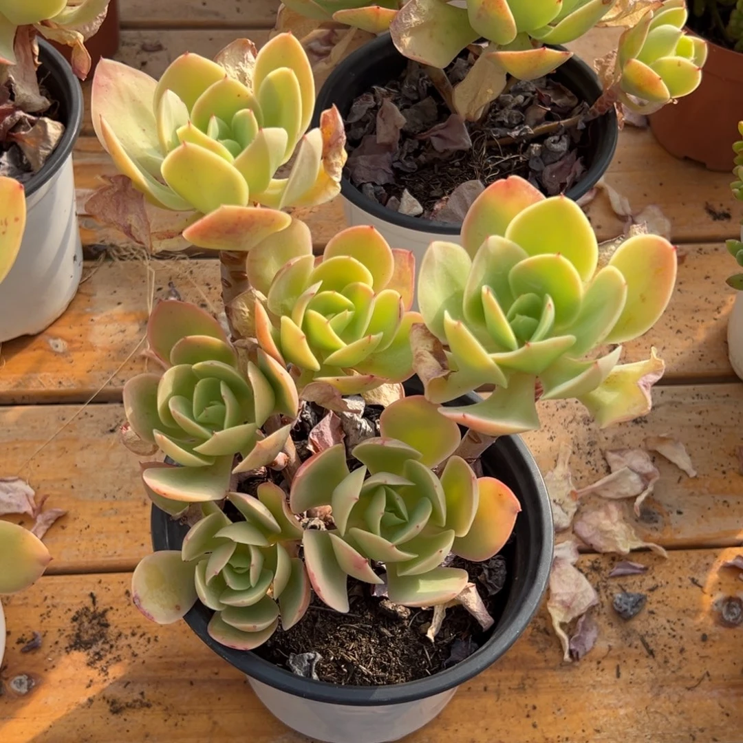 多肉骑兵碧桃【非偏远地区满18包邮】