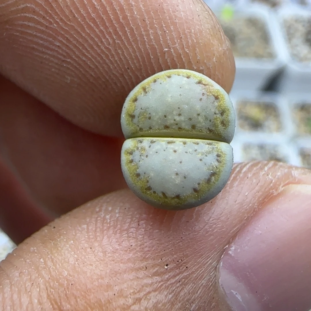 197 生石花大棚直播