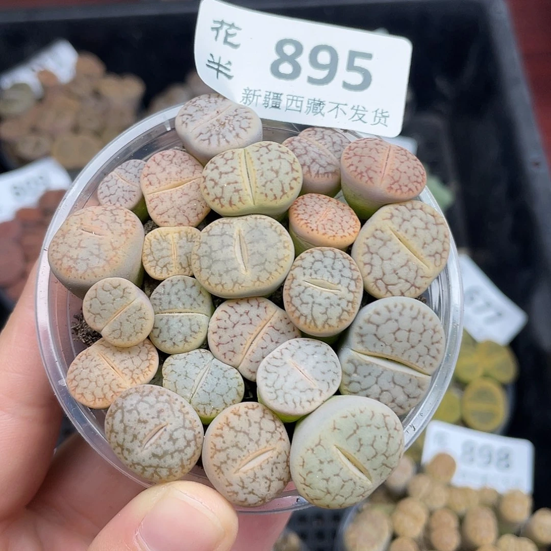 89500000花花花花花花