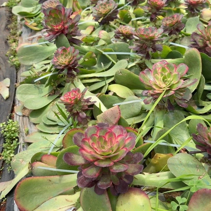 雁*桃花坞嫁接寄养啊啊啊