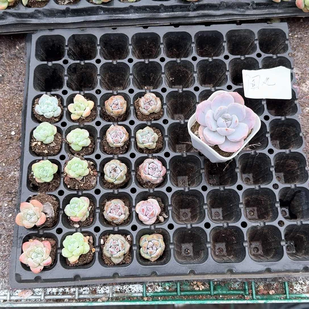 闻风一物一拍专拍链接