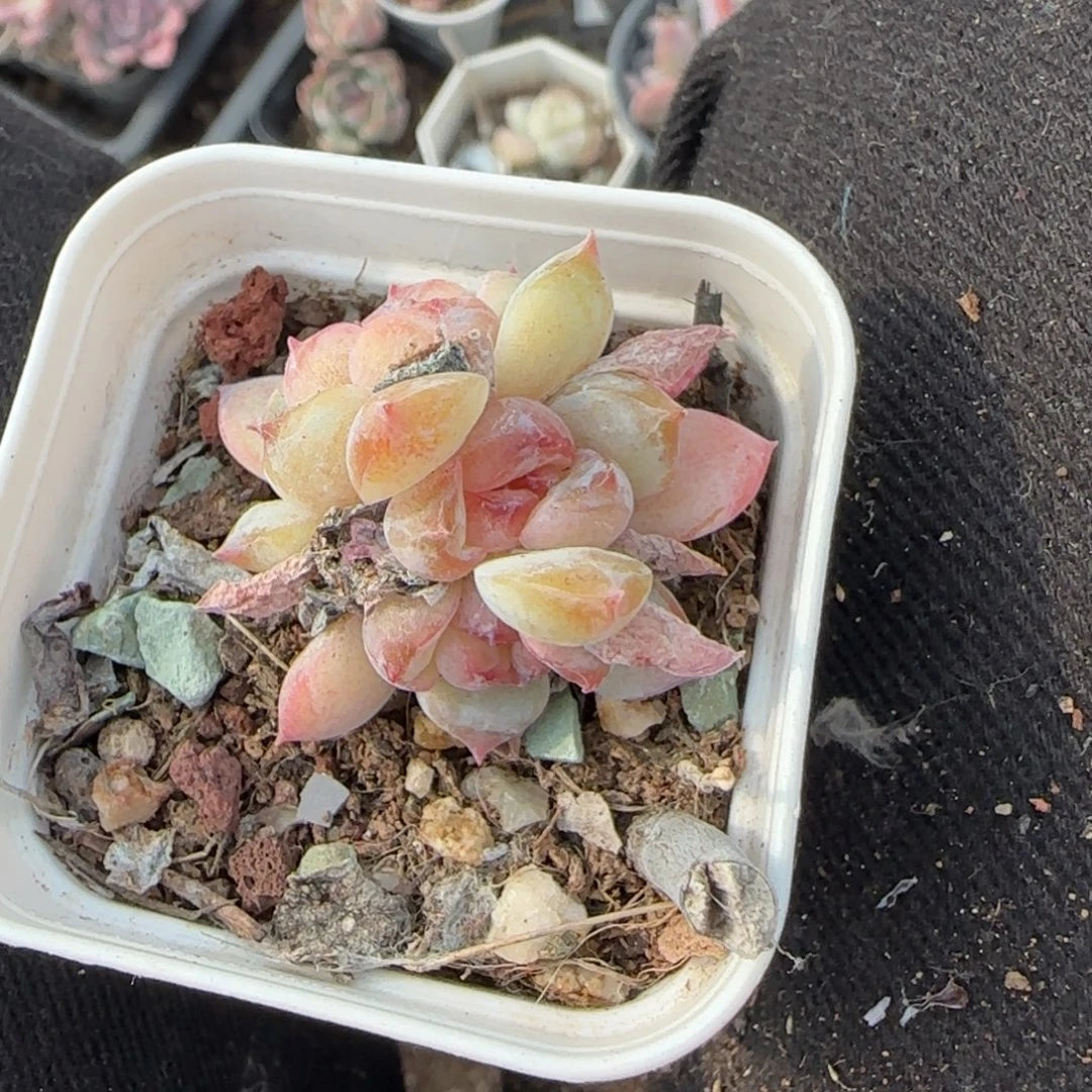 多肉小卡拉米糖心一物一拍