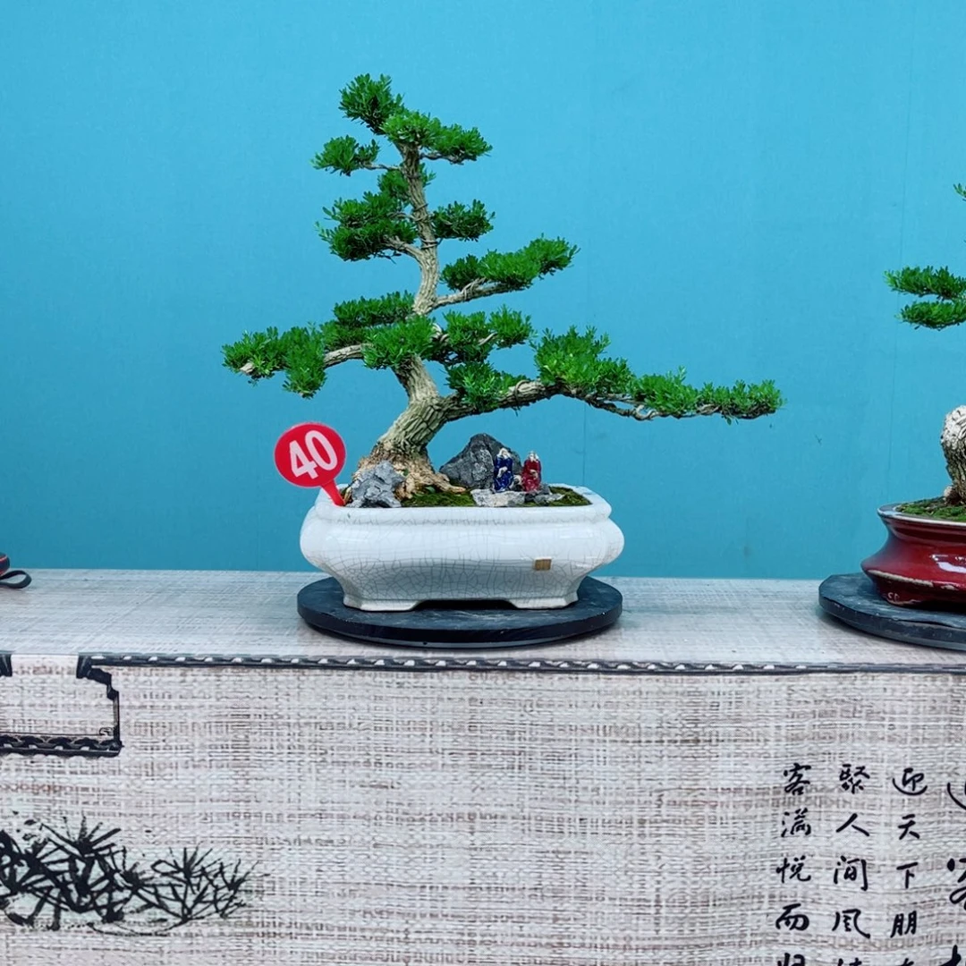 以实际为准精品黄杨老桩