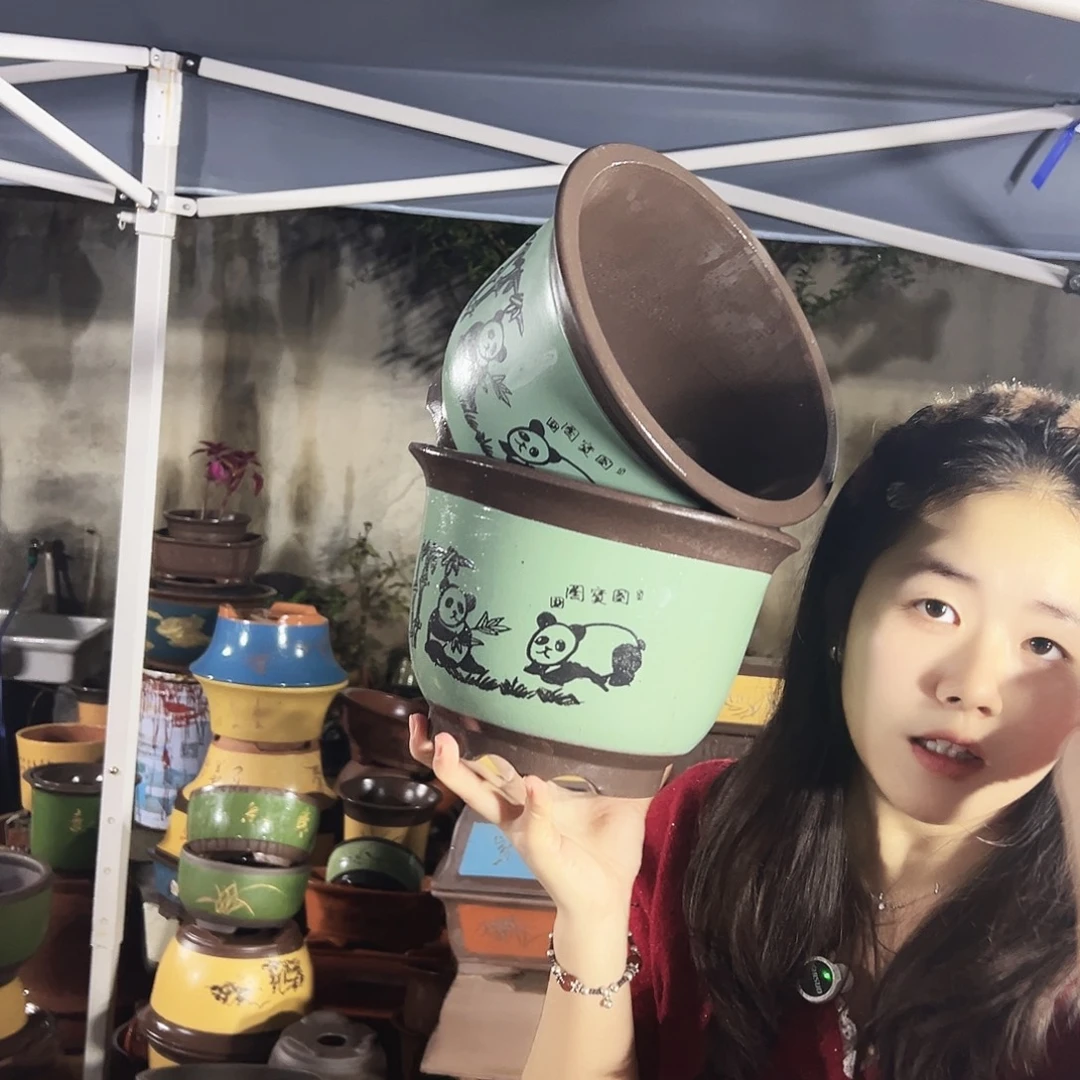 25+25绿色熊猫平角金钟花盆