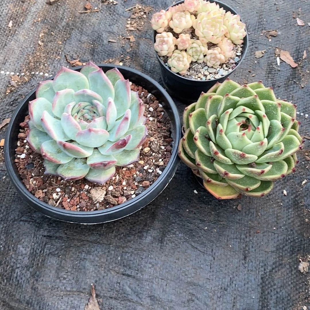 落***日大哥的3盆孤品多肉植物