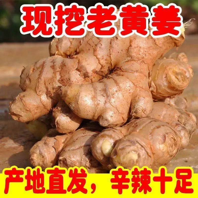 云南小黄姜新鲜现挖老姜嫩姜山地种植辛辣浓郁