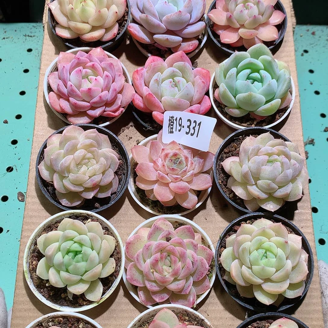 19-331一物一拍带盆18颗