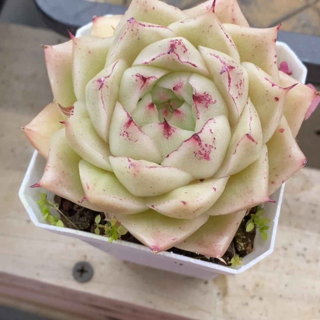 精品多肉一物一拍不包整250