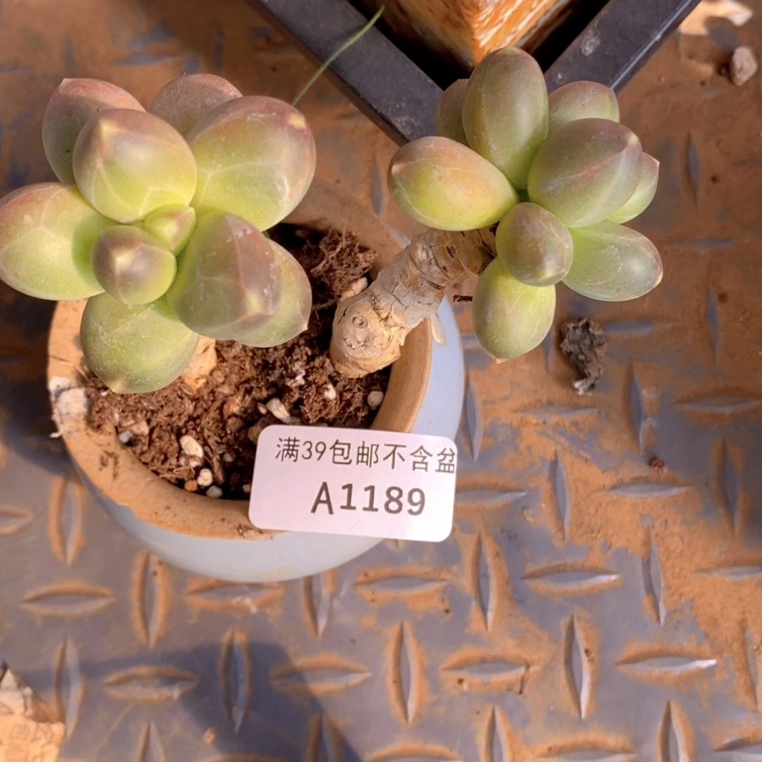 香蕉树老桩1189多肉植物