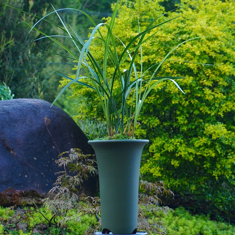 【寒兰】高端紫砂盆 浓香兰花室内好养易活