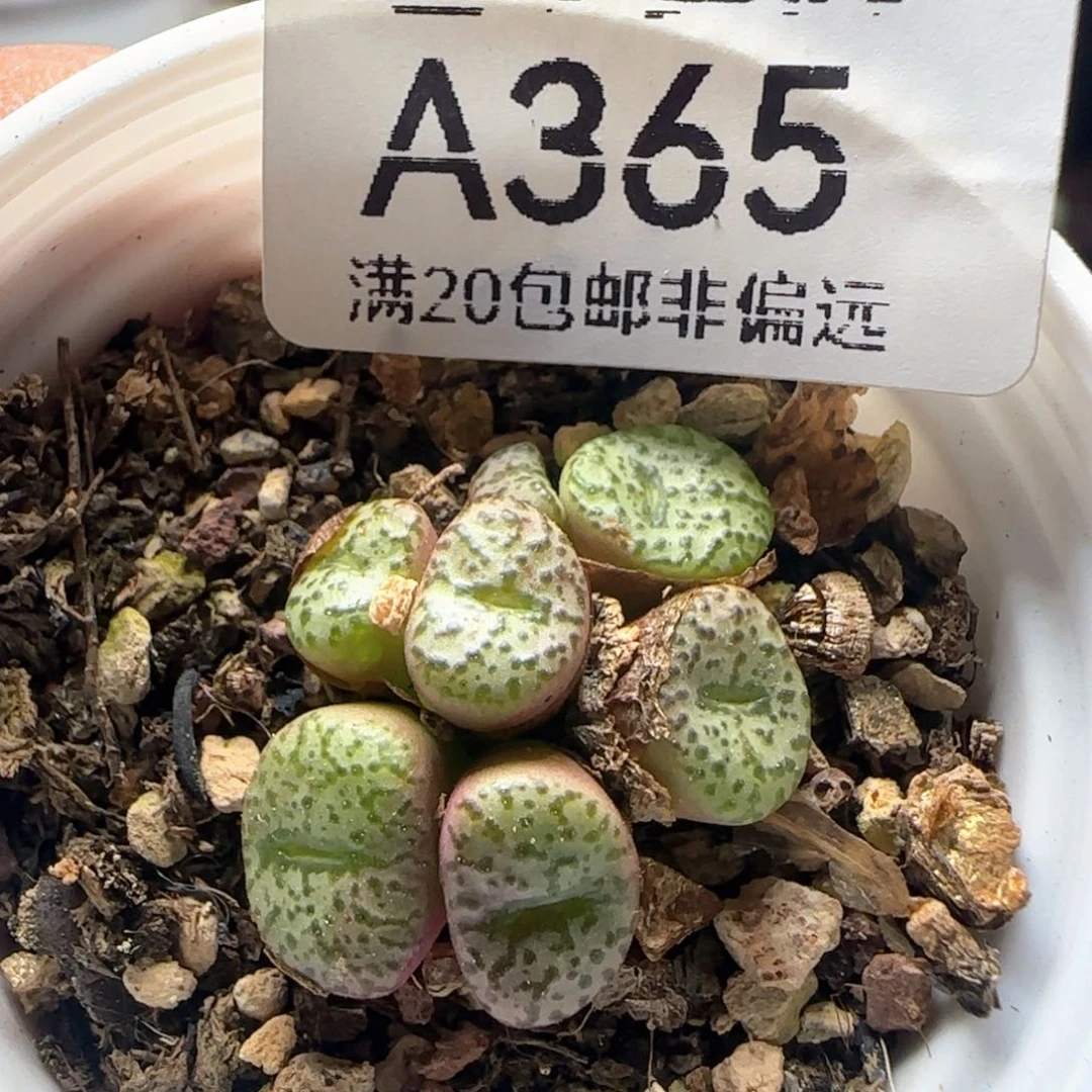 福利安贞带盆土。