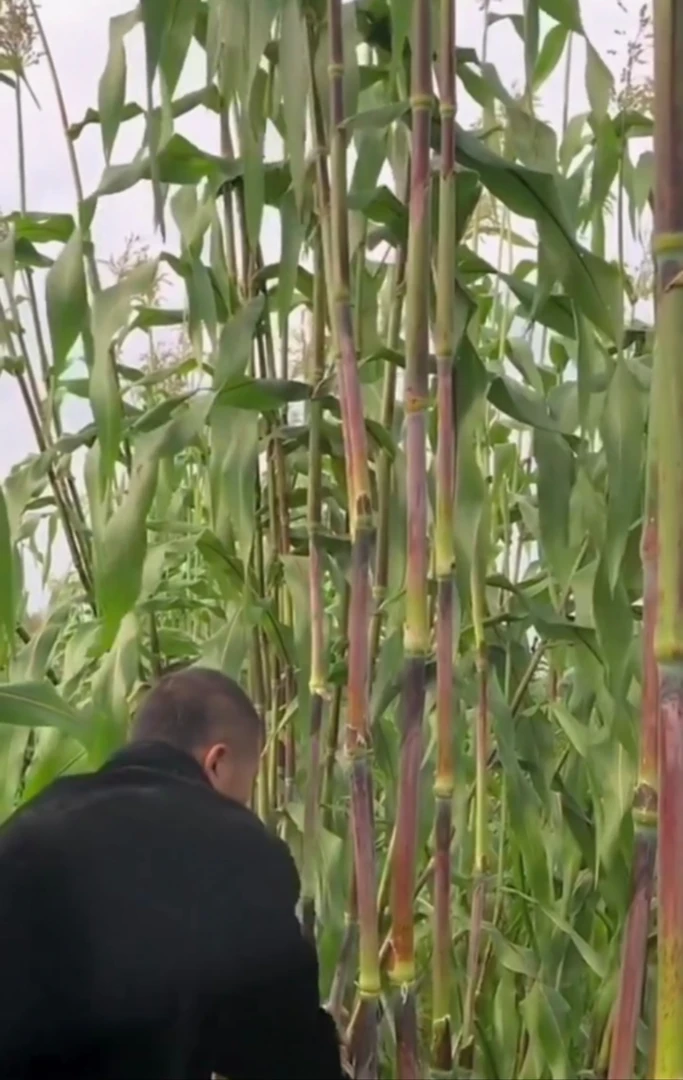 【黑甜杆种子】新鲜甜杆种子甜杆种子