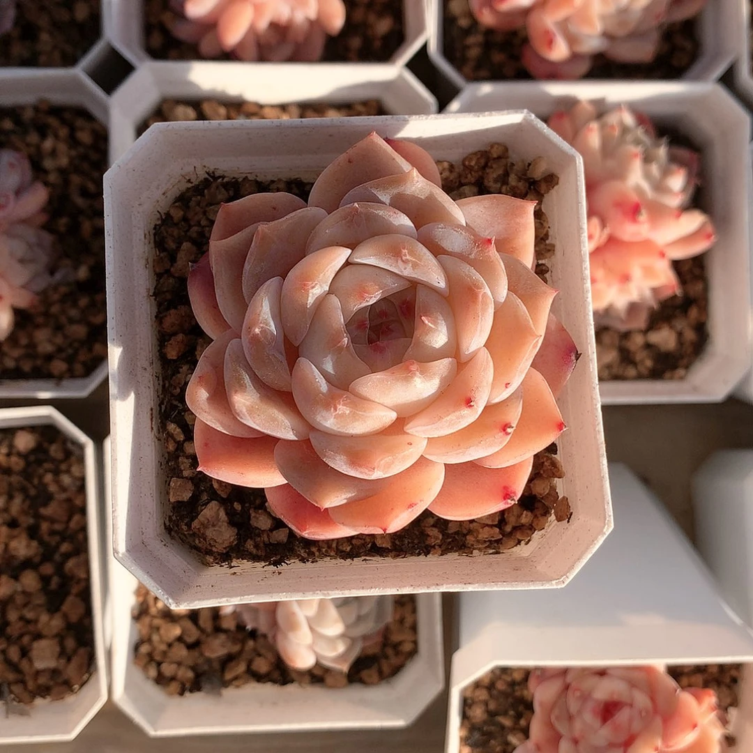 想**糖6厘米糖心多肉