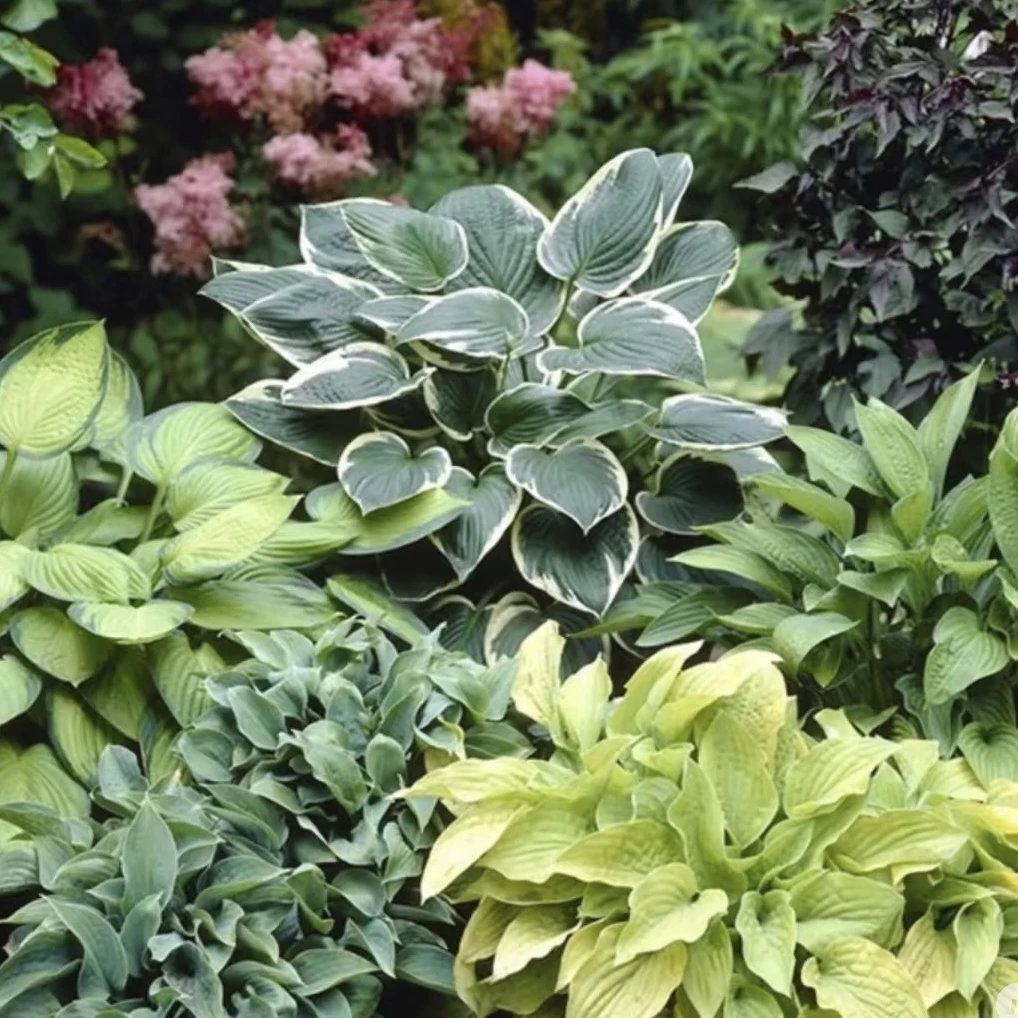 【进口玉簪】（多色可选）多年生宿根花卉观叶植物耐阴